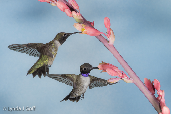 Two hummingbirds in flight, visiting flowers