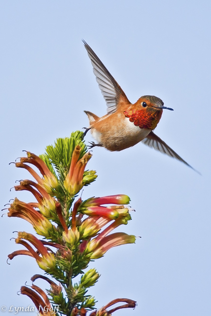 Allen's Hummingbird in flight
