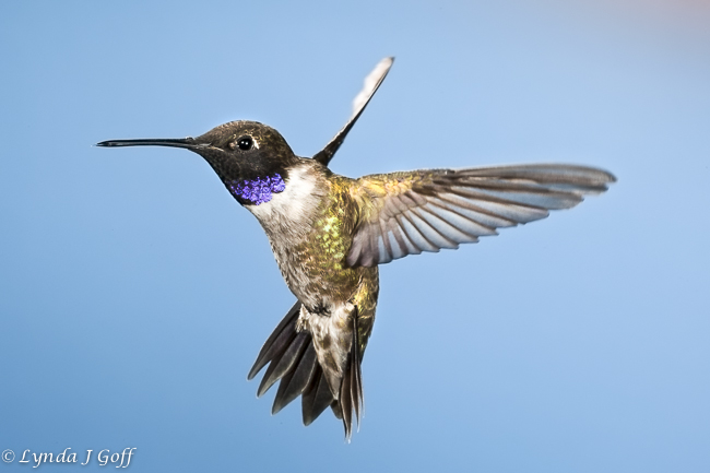 Black-chinned hummingbird in flight
