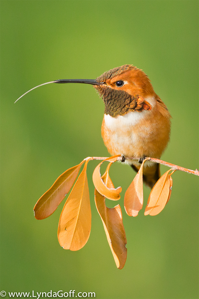 Roufous hummingbird perched on a branch