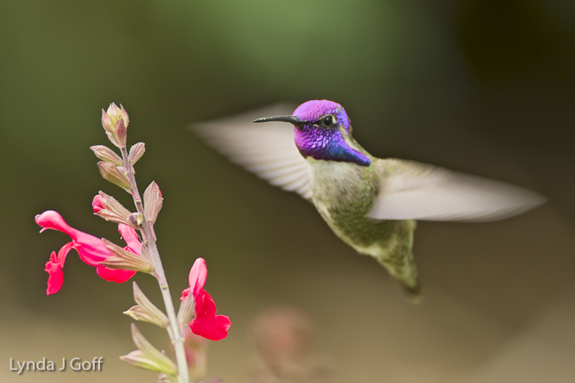 Costas Hummingbird