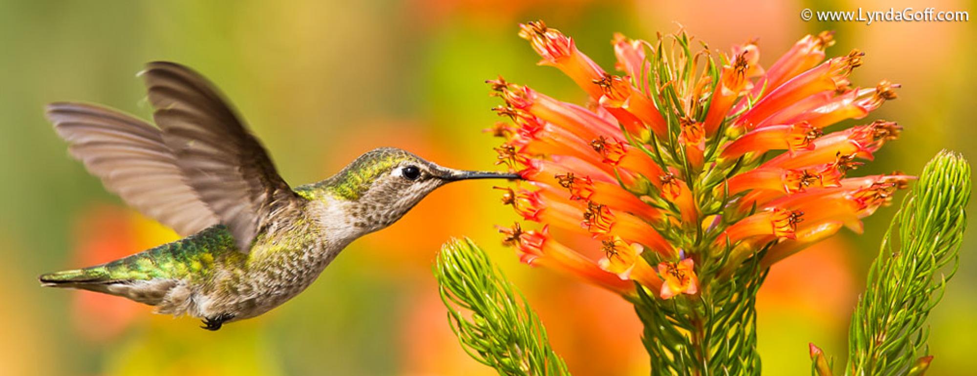 A hummingbird in flight, visiting an orange flower