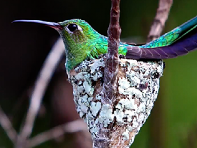 An iridescent green hummingbird sitting in a nest